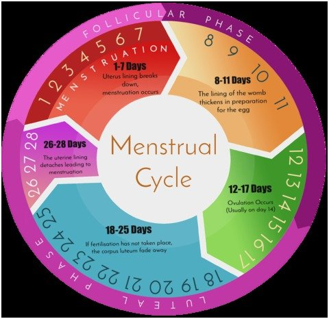 Earlier Menstrual Periods in Younger Generations