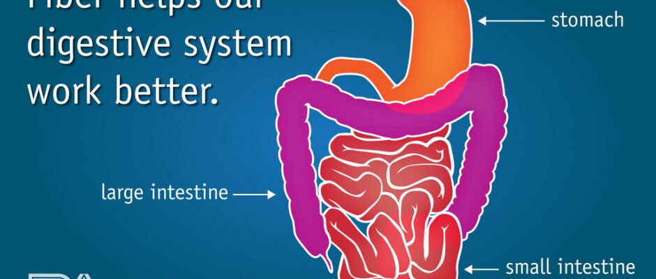 Health Tips for Immune System Support, Digestive Health